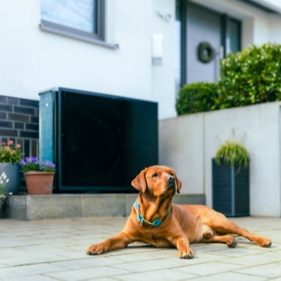 Hund vor Wärmepumpe